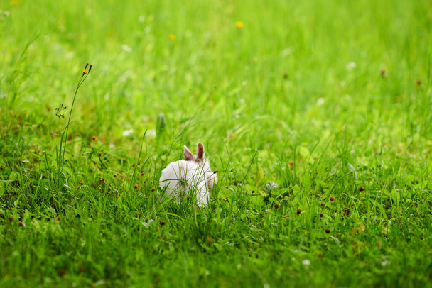 Белый кролик бежит по зеленой траве, размытый несобранный фон. Маленький белый кролик прыгает по зеленой лужайке в городском парке. Пасхальный пушистый кролик, вид сзади. Беги за кроликами - Фото, изображение