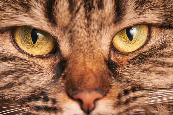 Portré a zöld-sárga nagy szemű, fehér bajszú, rózsaszín orrú, barna macskáról. Imádnivaló fajtiszta macska szem, Highland Skót Fold macska arc makró. Bolyhos márvány hazai macska arc közelről, stúdió lövés - Fotó, kép