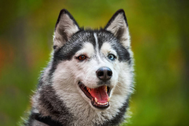 Fajtatiszta szibériai husky kutya nyitott szájjal kilóg a nyelv, elmosódott természetes parkland. Barátságos aranyos szibériai husky portré fekete-fehér bundával, kék és barna szemekkel. Husky kutya séta - Fotó, kép