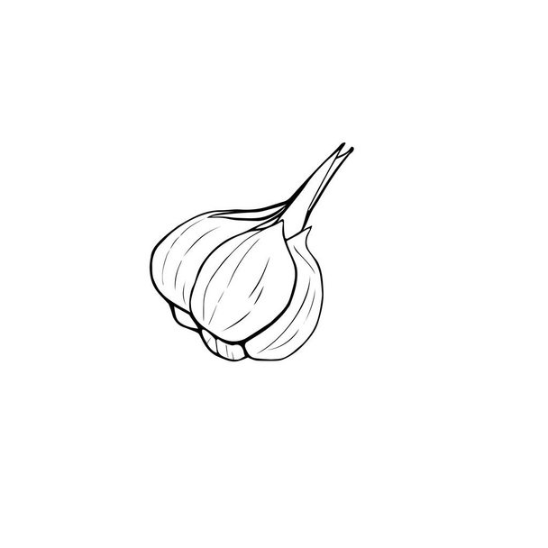 garlic,autumn harvest, preparations for the winter. sketch line  - Foto, Imagen