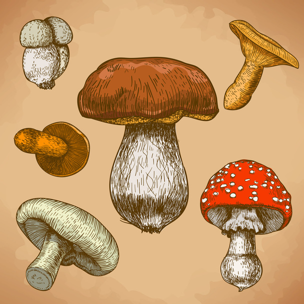 Гравюрна ілюстрація грибів
 - Вектор, зображення