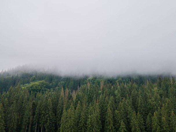 Kopya uzayının tepesindeki çam ağacı orman sisi bulutlarının görüntüsü - Fotoğraf, Görsel