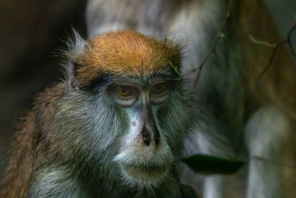 a fine art photo of a patas monkey - Foto, afbeelding