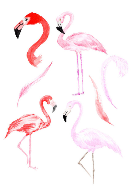 Acuarela dibujada a mano conjunto de aves tropicales de flamenco - Foto, Imagen
