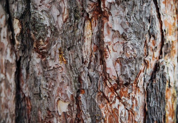 The texture of the tree bark. Tree in the park close-up. Relief texture and background. Forest and nature. - Foto, Imagem
