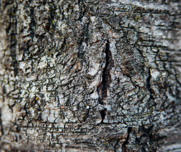 The texture of the tree bark. Tree in the park close-up. Relief texture and background. Forest and nature. - Foto, immagini
