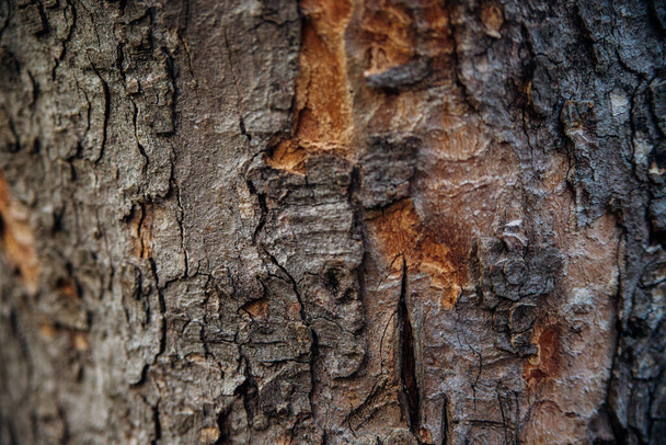 The texture of the tree bark. Tree in the park close-up. Relief texture and background. Forest and nature. - Fotografie, Obrázek