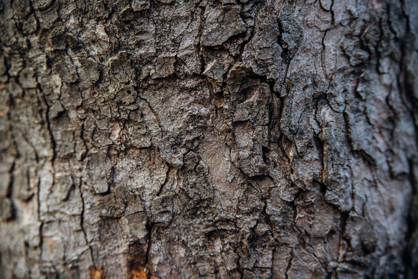 The texture of the tree bark. Tree in the park close-up. Relief texture and background. Forest and nature. - Foto, Imagen
