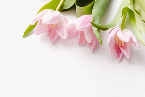 Multicolored tulips on a white background  - Foto, imagen