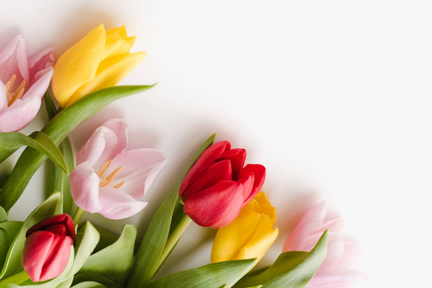 Multicolored tulips on a white background  - Фото, зображення