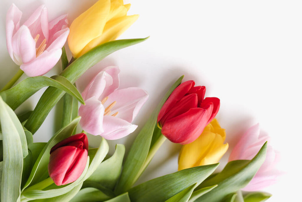 Multicolored tulips on a white background  - Foto, Imagen