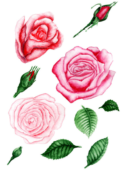 手描きのバラと葉の水彩セット - 写真・画像