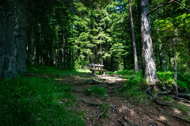 Autentyczna drewniana ławka oświetlona jest promieniami słonecznymi w zielonym gęstym lesie położonym w pobliżu Czarnego Jeziora Lodowego. Żadnego ciała. Park Narodowy Durmitor. Ścieżka spacerowa jest popularnym celem turystów. Czarnogóra - Zdjęcie, obraz