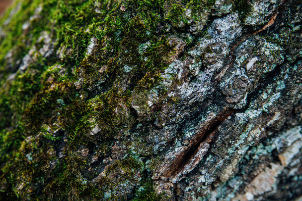 Green moss grows on the bark of a tree. Tree in the park close-up. Relief texture and background. Forest and nature. - Foto, Bild