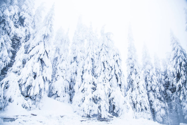 Snow on frozen fir trees winter background - Photo, Image