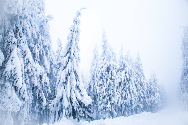 Snow on frozen fir trees winter background - Foto, Imagem