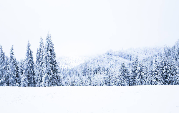 Snow on frozen fir trees winter background - Photo, Image