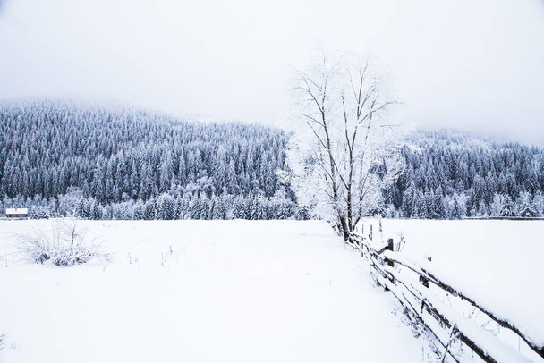 凍ったモミの木の雪冬の背景 - 写真・画像
