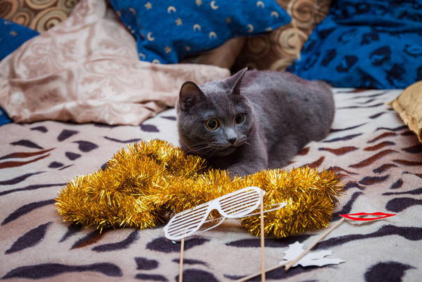Серый британский кот играет золотого жирафа возле новогодней елки. - Фото, изображение