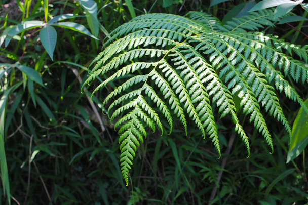 Detailní pohled na krásné zelené listy kapradin v Indonéském deštném pralese. Tropické listí pozadí pro tapety, stránky přistání, a příroda pozadí. - Fotografie, Obrázek