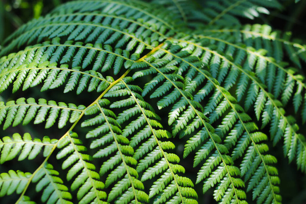 Endonezya yağmur ormanlarındaki güzel yeşil eğreltiotu yapraklarının yakın görüntüsü. Duvar kağıdı, iniş sayfası ve doğa arka planı için tropik yapraklar. - Fotoğraf, Görsel