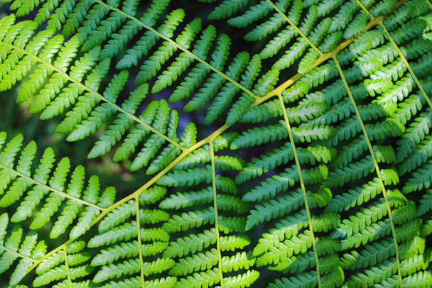 Vista de perto de belas folhas verdes de samambaia na floresta tropical da Indonésia. Fundo de folhas tropicais para papel de parede, landing page e fundo da natureza. - Foto, Imagem