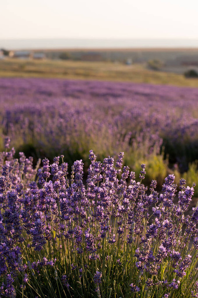 a field with lavender flowers with a blurred background - Fotó, kép