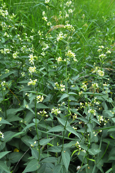 Na primavera, Vincetoxicum hirundinaria floresce na natureza na floresta - Foto, Imagem