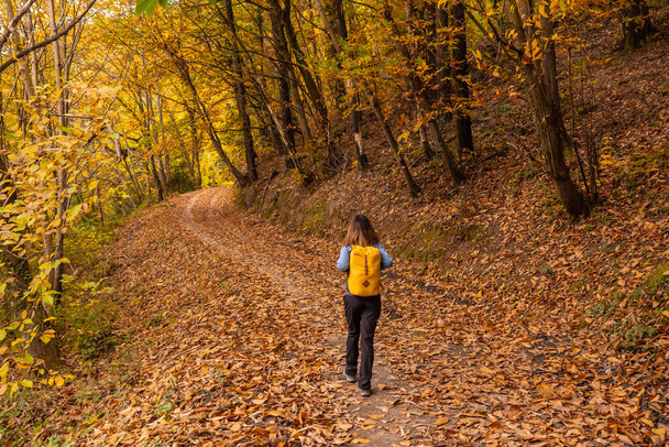 A young woman on a path of beautiful trees in autumn on Mount Erlaitz in the town of Irun, Gipuzkoa. Basque Country - Valokuva, kuva