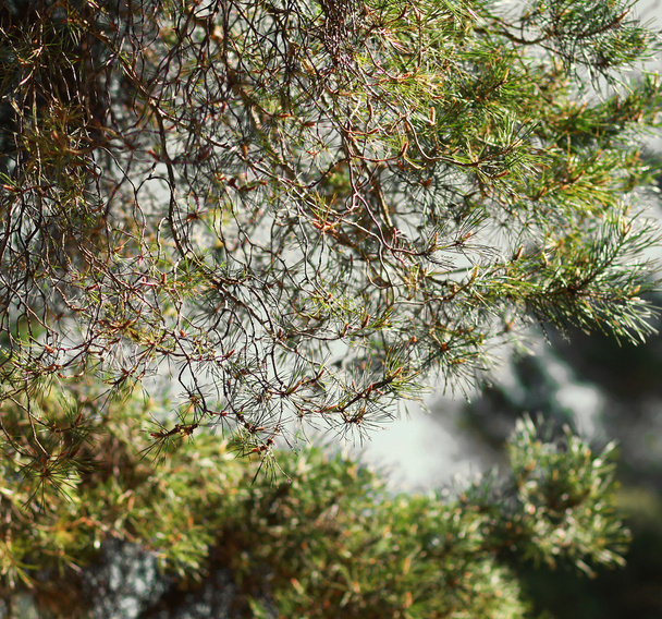 Pine tree - Φωτογραφία, εικόνα