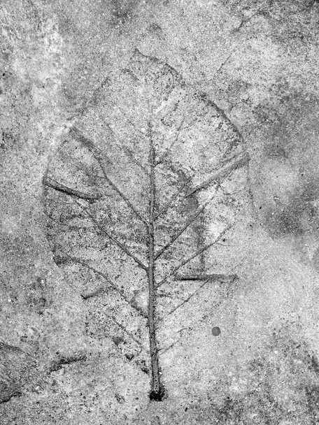 marks of leaf on the concrete pavement - Photo, Image
