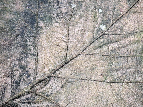 marcas de hoja en el pavimento de hormigón - Foto, imagen