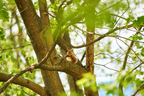 A squirrel is hanging on a tree trunk - 写真・画像