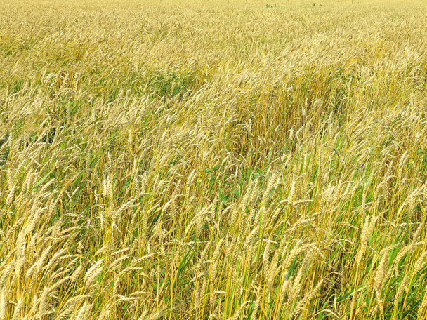 Endles yellow beautifull wheatfield no verão
 - Foto, Imagem