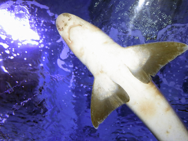 Tiburón pequeño en el agua azul profunda desde el fondo
 - Foto, imagen