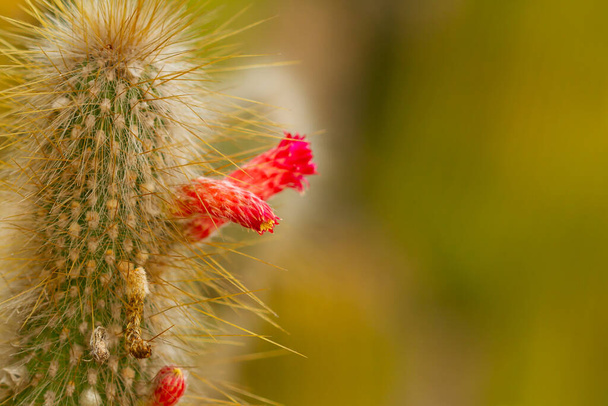 A selective focus shot of a cactus with red flowers - Photo, Image