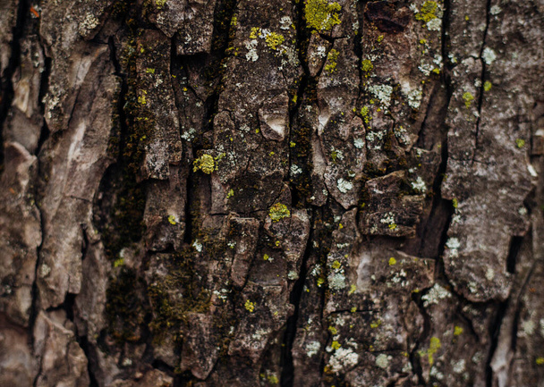 The texture of the tree bark. Tree in the park close-up. Relief texture and background. Forest and nature. - Foto, imagen