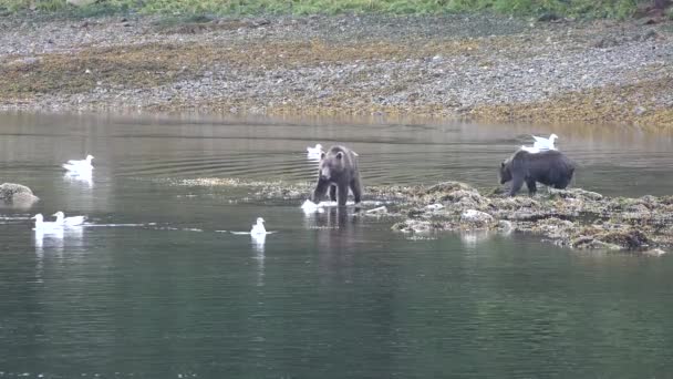 Дикая природа Аляски. Медведи приходят к горной реке и ловят в ней рыбу.. - Кадры, видео