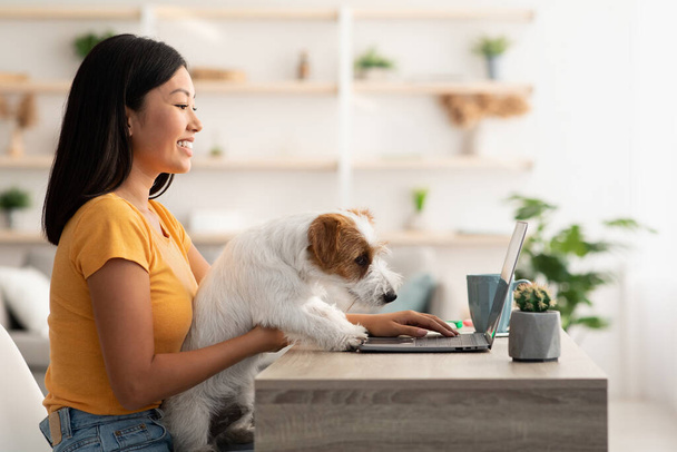 Güzel Çinli kadın evde çalışıyor, köpeğini okşuyor. - Fotoğraf, Görsel