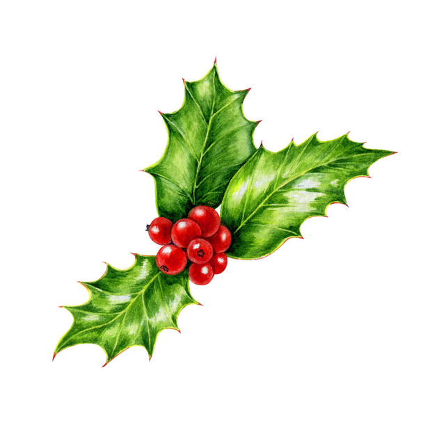 赤い果実と緑の葉を持つホリー枝。水彩イラスト。手描きのホリー伝統的な季節の冬とクリスマスの装飾。冬常緑植物のシンボル。白地 - 写真・画像