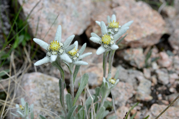 cavalcare fiori - stelle alpine
 - Foto, immagini