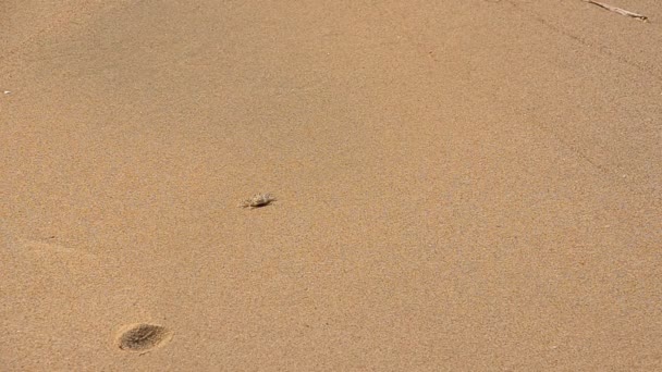 bezszwowe tło piasek - Materiał filmowy, wideo