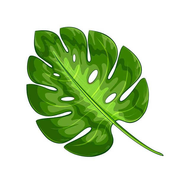 Tropical monstera leaf on a white background - Фото, зображення