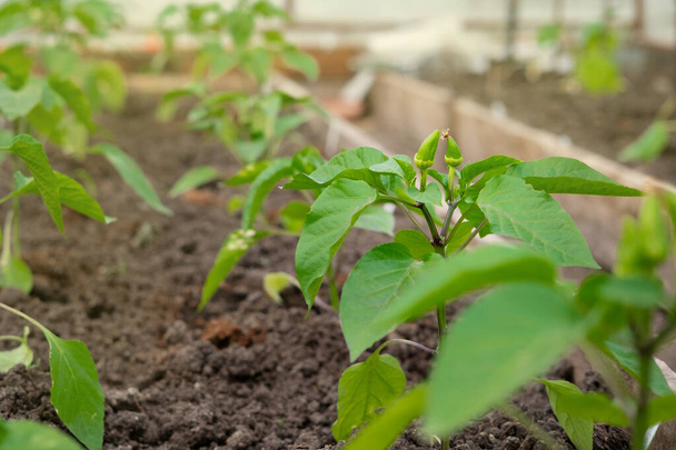 Green peppers on a branch in a greenhouse. Pepper sapling in the garden. Harvest in your garden or business. - Фото, зображення