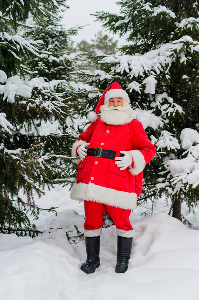 Surprised Santa Claus walks through a snowy coniferous forest at the North Pole in Lapland. Merry Christmas. Postcard. - Φωτογραφία, εικόνα
