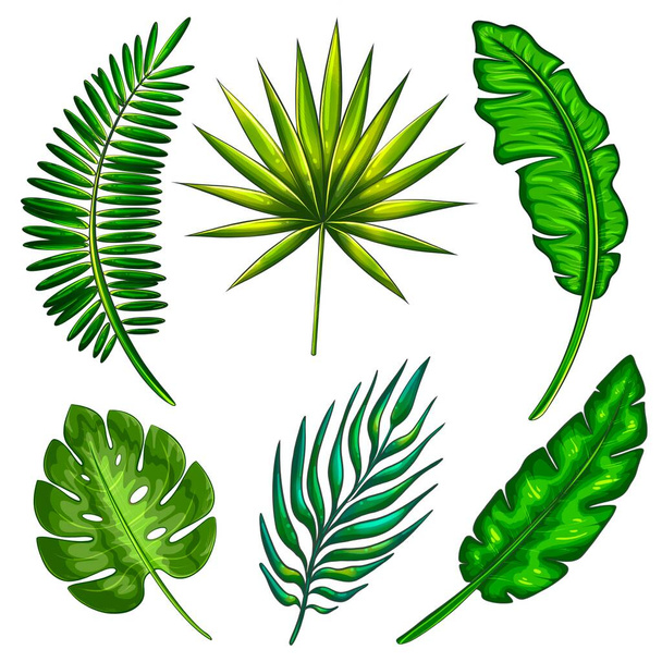 a set of tropical leaves on a white background - Foto, imagen