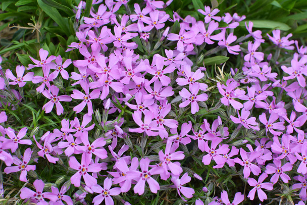 In spring, phlox subulata blooms in a flower bed - Photo, Image