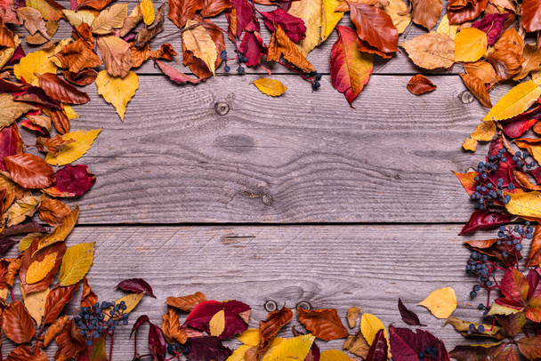 fundo de madeira envelhecido com quadro de diferentes tipos de folhas secas de outono. - Foto, Imagem