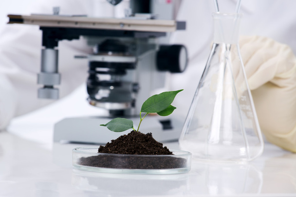 groeiende plant in een lab - Foto, afbeelding