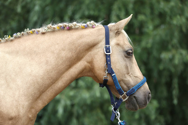 Close-up zicht op de hand gevlochten manen omvatten bloemen van een lichtbruin paard met een blonde manen. Prachtig volbloed paard met gevlochten manen op de zomerranch - Foto, afbeelding